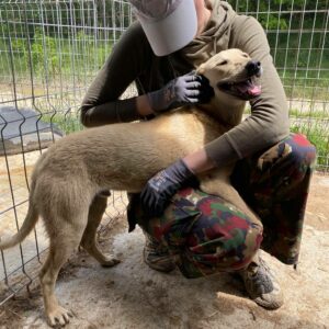 PAULCHEN - reserviert TH Limburg - vermittelt
