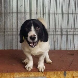 JOSO - reserviert 4animals - vermittelt
