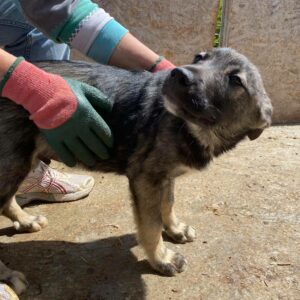 CHAPLIN - auf Pflegestelle in PLZ 2 - vermittelt