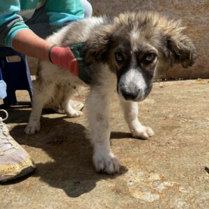 FINNEGAN (Crusoe)