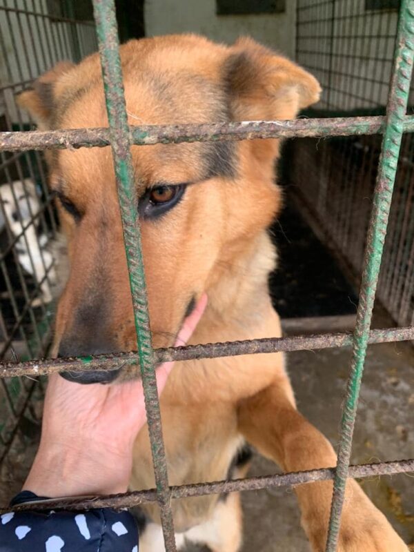 SHILA - reserviert TINO - vermittelt – Bild 2