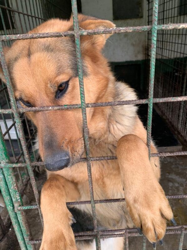 SHILA - reserviert TINO - vermittelt – Bild 3