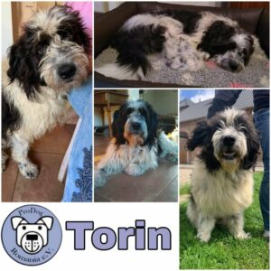 TORIN - Gnadenplatzhund seit dem 10.01.2022