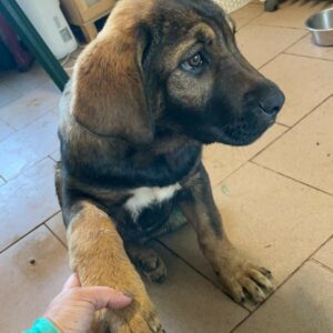 ZELDA - reserviert TH Filderstadt - vermittelt