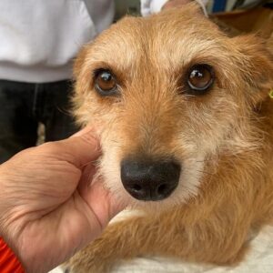 Sophie - reserviert NadineH - ausgereist