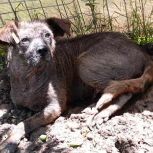 LEONORA - Notfall - reserviert Sasi - vermittelt