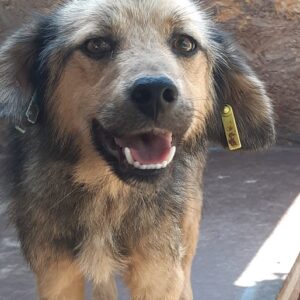 LEYA - auf Pflegestelle in PLZ 6 *vermittelt*