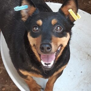 TRIXIE - reserviert KM - vermittelt