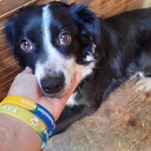 APONI - reserviert Betty - vermittelt