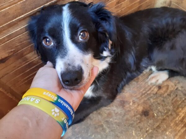 APONI - reserviert Betty - vermittelt