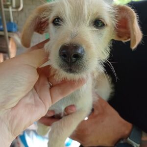 MOMME - reserviert Second Chance Dogs - vermittelt