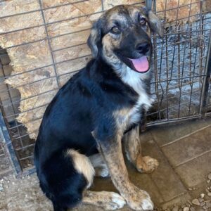 COSETTE - reserviert (Silke) - vermittelt