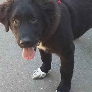 KIRA - reserviert Manuela - vermittelt