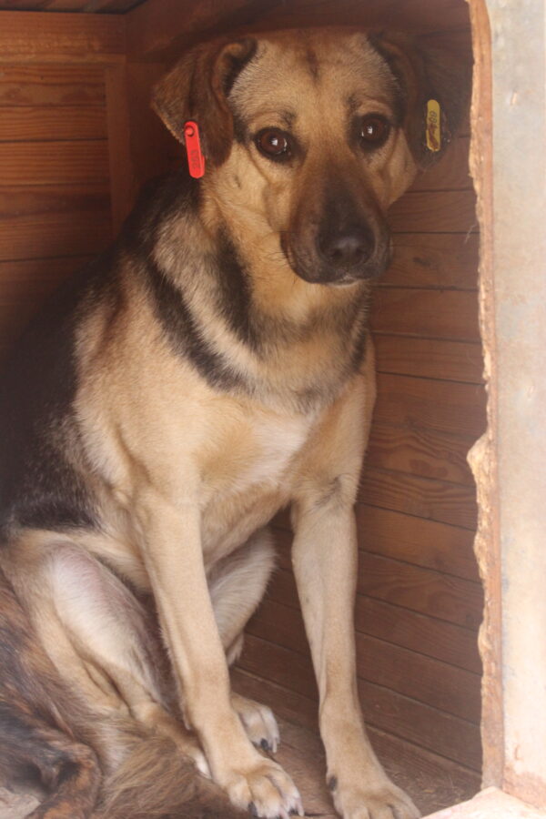 NADUAH (♀) – Bild 4