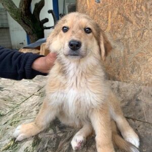 DARLEEN - reserviert Hundescheune Fläming - vermittelt