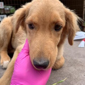 LEYLA - reserviert Hundescheune Fläming - vermittelt