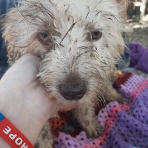 RIANNA - reserviert Hundescheune Fläming - vermittelt