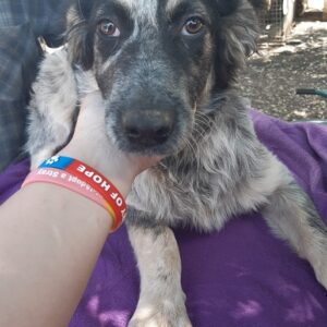 RILEY - auf Pflegestelle in PLZ 2 - vermittelt
