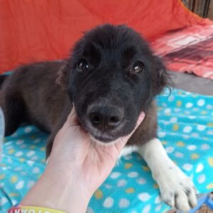 BASIL - reserviert Manuela - vermittelt