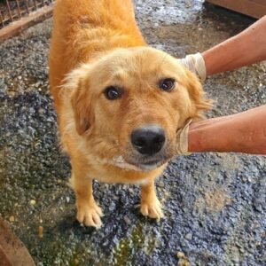 GOLDIE - reserviert THL - vermittelt