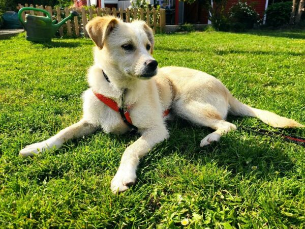 Sookie in 28203 Bremen *vermittelt* – Bild 2