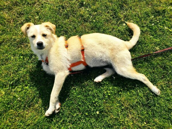 Sookie in 28203 Bremen *vermittelt* – Bild 3