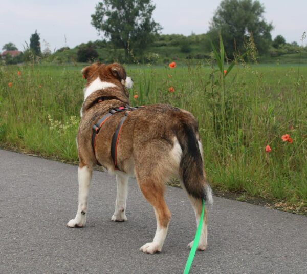 Tamy in 65468 Trebur-Geinsheim *vermittelt* – Bild 7