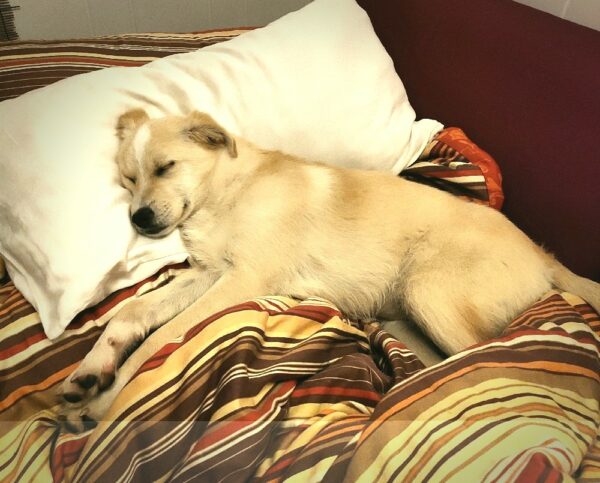 Sookie in 28203 Bremen *vermittelt* – Bild 5