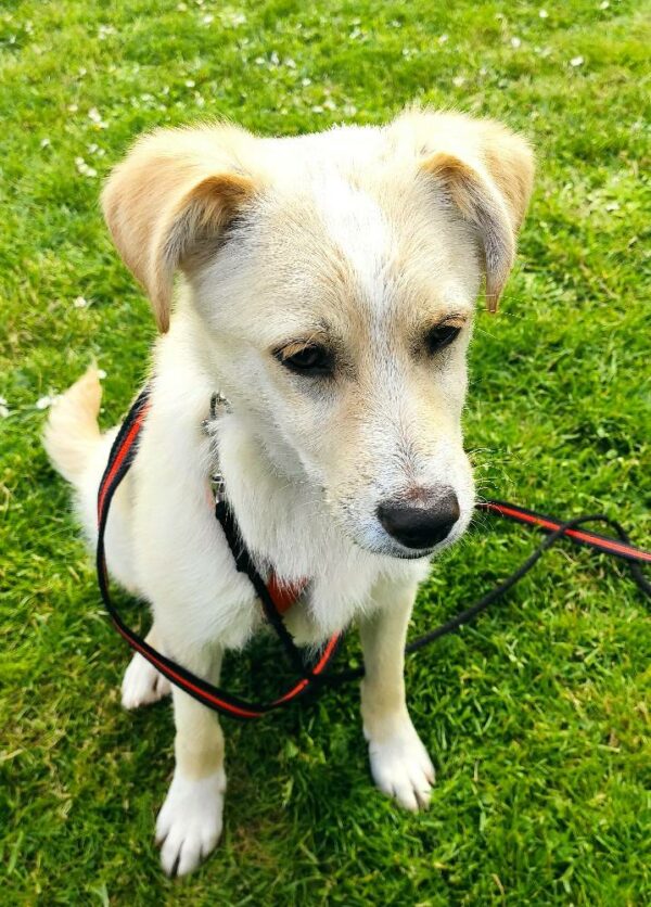 Sookie in 28203 Bremen *vermittelt* – Bild 4