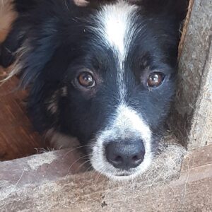 KEJO - reserviert Second Chance dogs - vermittelt