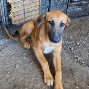 YASHA - reserviert Alexandra - vermittelt