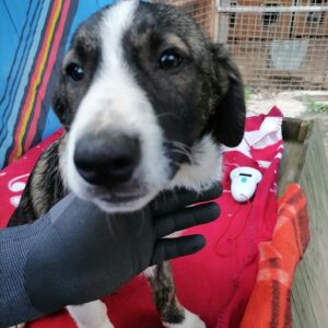 WILLOW - auf Pflegestelle in PLZ 6 - vermittelt