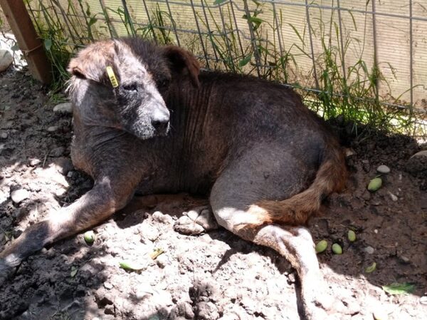 LEONORA - Notfall - reserviert Sasi - vermittelt – Bild 3