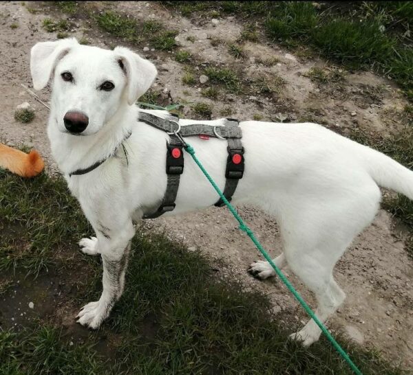 Nenita in 82216 Maisach – Bild 3