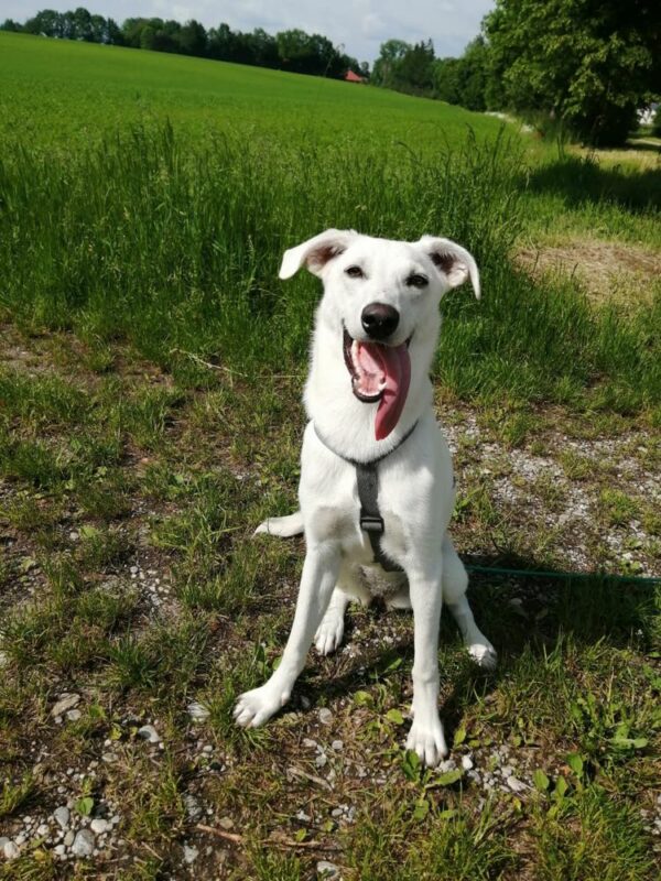 Nenita in 82216 Maisach – Bild 8