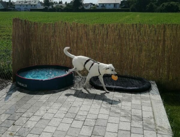 Nenita in 82216 Maisach – Bild 9