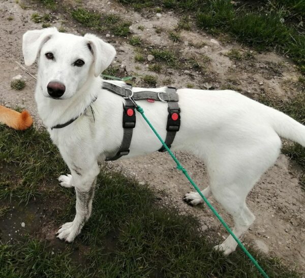 Nenita in 82216 Maisach – Bild 6
