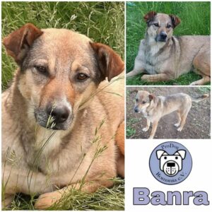 Banra *vermittelt*