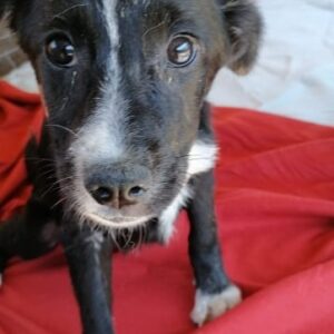 CHLOE - auf Pflegestelle in PLZ 1 - vermittelt