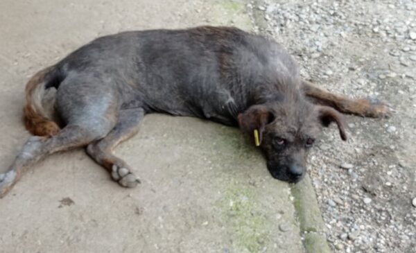 LEONORA - Notfall - reserviert Sasi - vermittelt – Bild 2