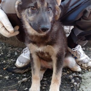 ELVY - reserviert Betty - vermittelt