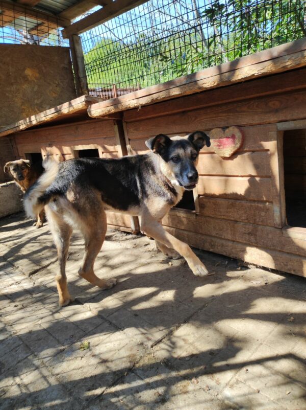 MAVERICK (♂) - RBB 05/24 – Bild 10