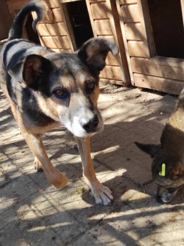MAVERICK (♂) - RBB 05/24 – Bild 5