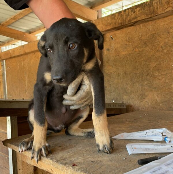 CUTE (=HENRI) – Bild 8