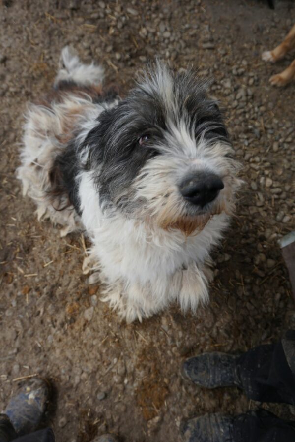 BRUNO (♂) – vermisst 11/24 – Bild 4