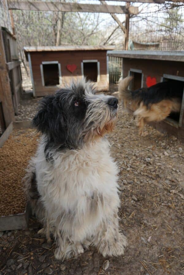 BRUNO (♂) – vermisst 11/24 – Bild 2