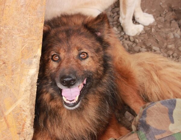 TALUH - reserviert Tierhilfe Lebenswert DR - vermittelt – Bild 2