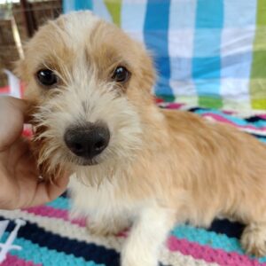 CHICO - auf Pflegestelle in PLZ 9 - vermittelt-