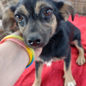 ESME - reserviert PVA - vermittelt