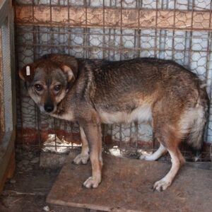 LILLI - vor Ort adoptiert